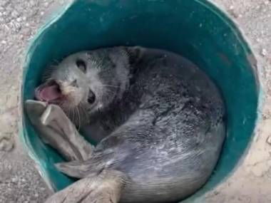 Детеныша тюленя спасли в Мангистауской области. Видео